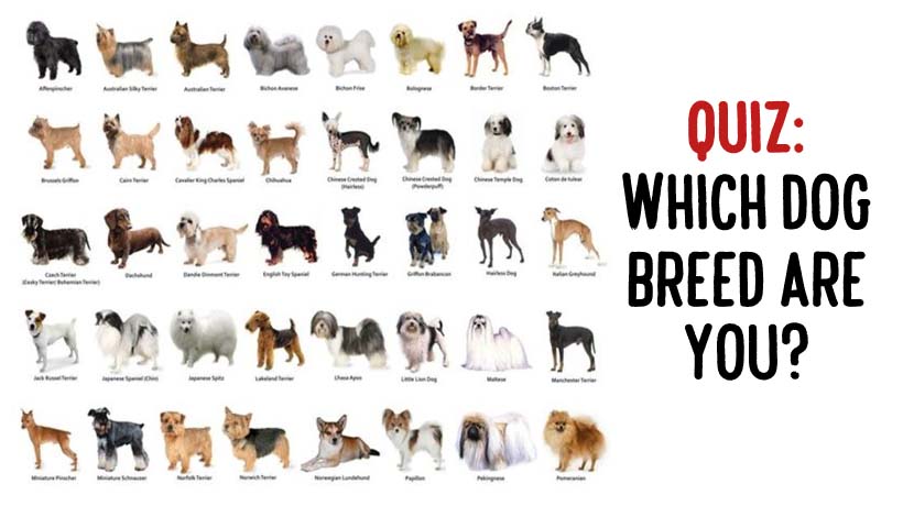 Quiz Which Dog Breed Are You? WomenWorking