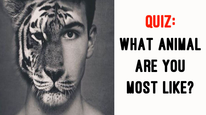 Quiz: What Animal Are You Most Like? - WomenWorking